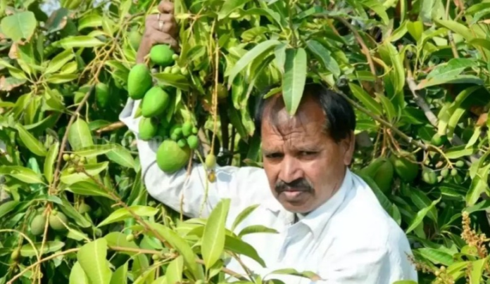 Kisan Aam Mango 25 Lakh Best Mongo Green Mango जिले के सैदपुर में किसान ने अपने खेत में एक ऐसा आम का पेड़ लगा रखा है