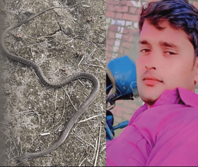 नागिन ने एक घंटे में लिया नाग की मौत का बदला, पानी भी नहीं मांग सका युवक, डसते ही मौत