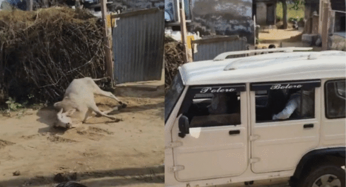 सीकर में बोलेरो से सांड की हत्या के बाद पुलिस और ग्रामीणों में तनाव सीकर में बोलेरो से सांड की हत्या के बाद पुलिस और ग्रामीणों में तनाव