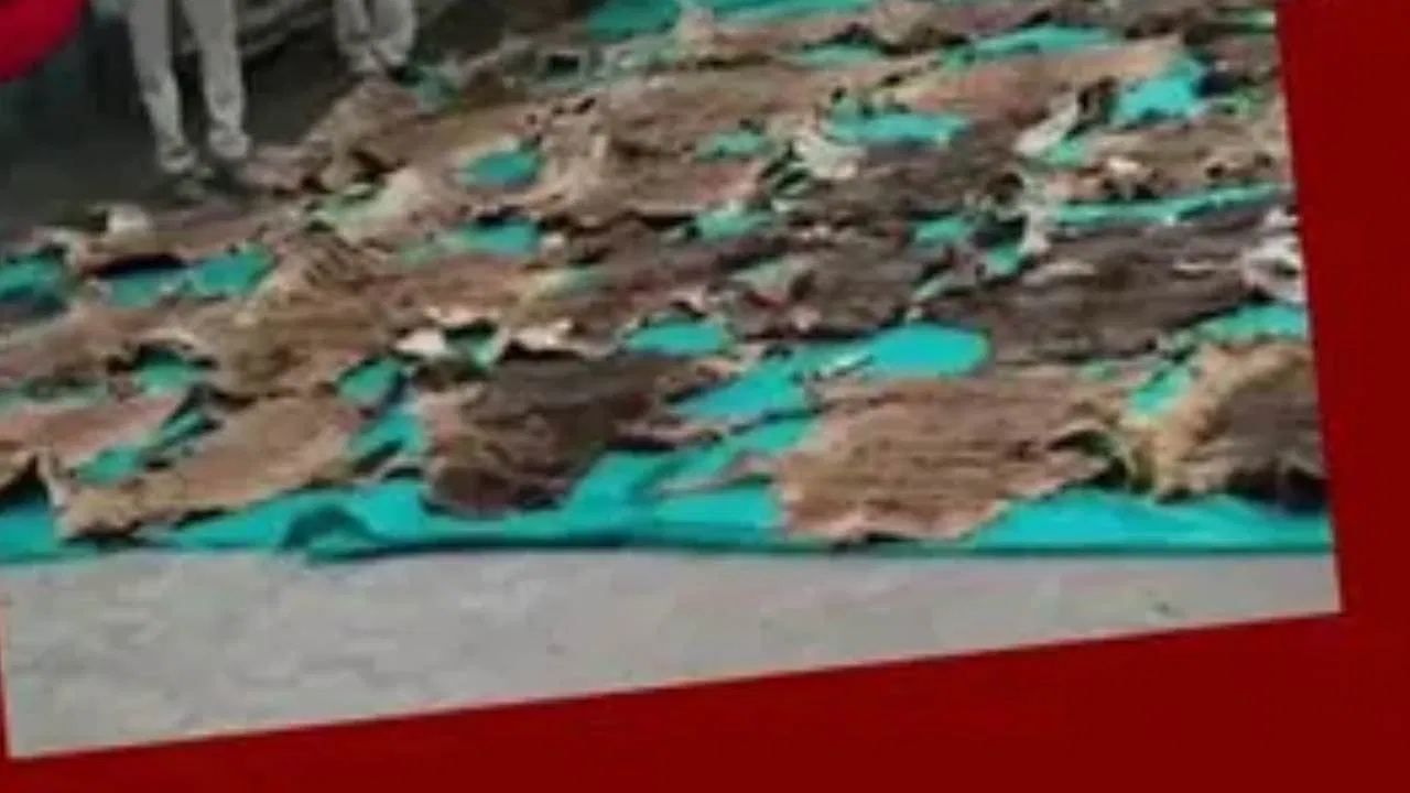 गुजरात के महादेव मंदिर से बरामद बाघ की खाल और पंजे